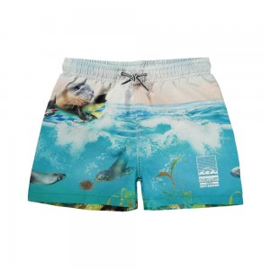 Molo Niko Badshorts & Boardies Sealion | SE0001116