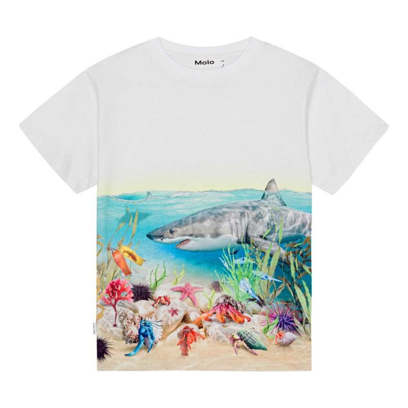 Molo Raveno T Shirts Tops Pojke Shore Sharks | SE0000790